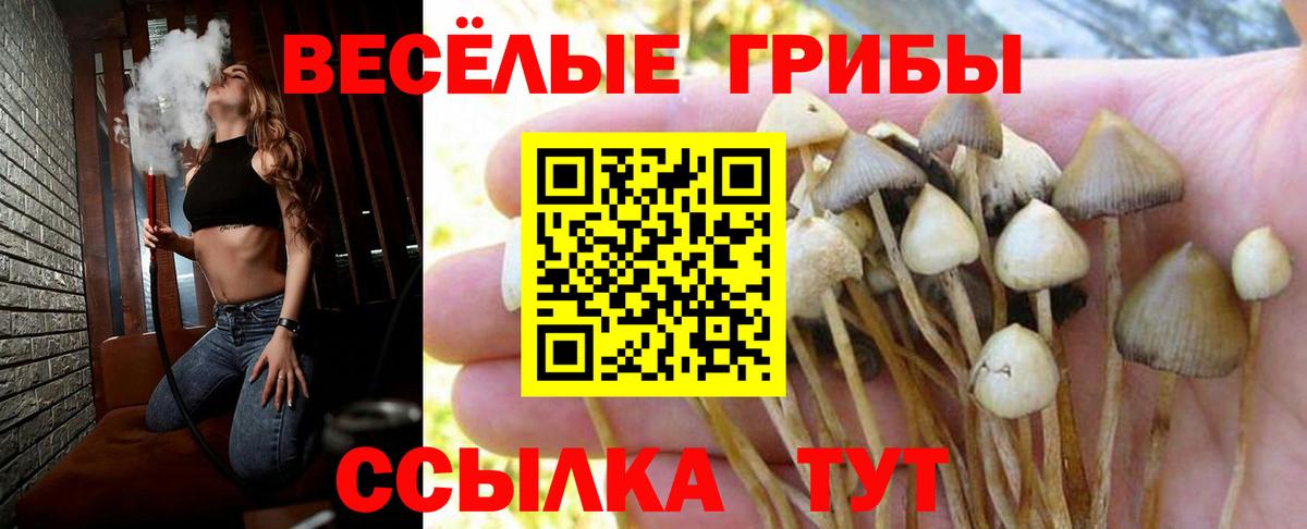 Галлюциногенные грибы Psilocybe Североуральск